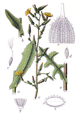 Stachel-Lattich (Lactuca serriola)