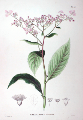 Cardiandra alternifolia