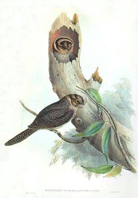 Baumschwalm (Aegotheles cristatus)