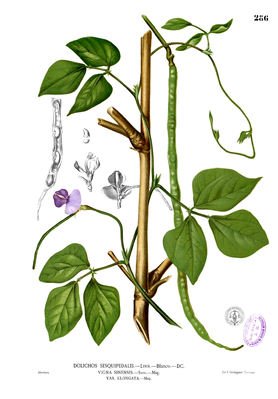 Spargelbohne (Vigna unguiculata sesquipedalis), Illustration aus Blanco