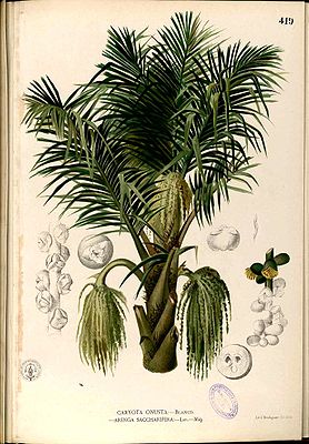 Zuckerpalme (Arenga pinnata)aus Francisco Manuel Blanco: Flora de Filipinas.