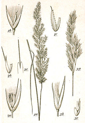 1. Sumpf- (C. canescens), 2. Ufer- (C. pseudophragmites) und 3. Land-Reitgras (C. epigejos), Kupferstich von Sturm