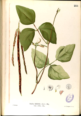 Augenbohne (Vigna unguiculata subsp. unguiculata)