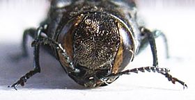 Agrilus ater front.JPG