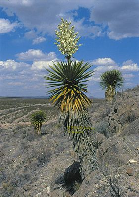 Yucca faxoniana typisches Exemplar in Texas
