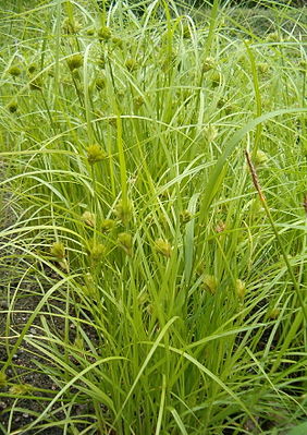 Carex bohemica HabitusInflorescence BotGardBln0806.jpg