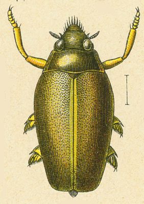 Orectochilus villosus