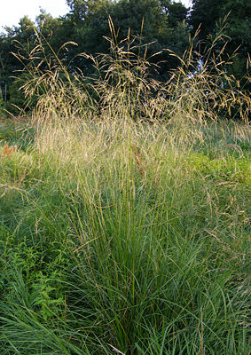 Rasen-Schmiele (Deschampsia cespitosa)
