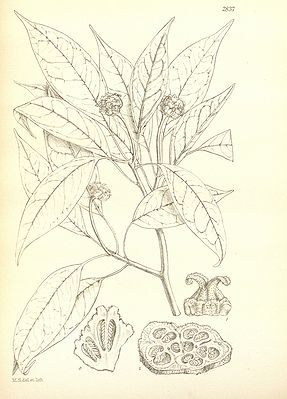 Altingia gracilipes, Abbildung aus der Originaldiagnose