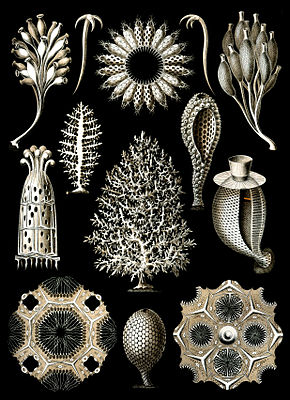 Calcispongiae. Aus Ernst Haeckels Kunstformen der Natur von 1904