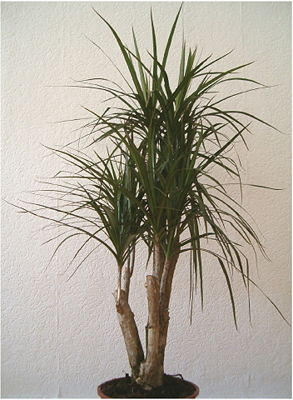 Gerandeter Drachenbaum (Dracaena marginata) als Zimmerpflanze
