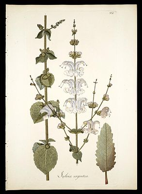 Silber-Salbei (Salvia argentea), Illustration.
