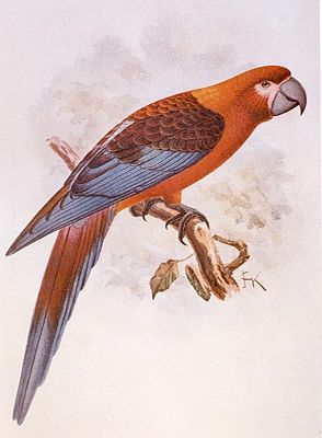 Kuba-Ara (Ara tricolor) Illustration John Gerrard Keulemans, aus Extinct Birds, 1907