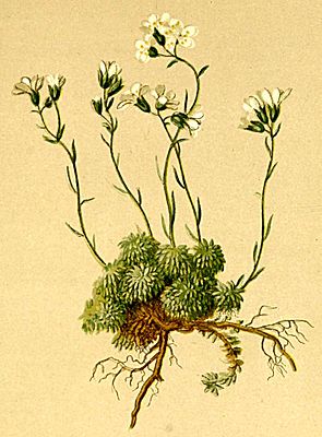 Saxifraga squarrosa Atlas Alpenflora.jpg
