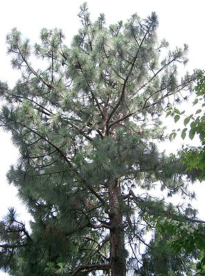 Pinus palustris2.jpg