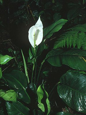 Spathiphyllum montanum