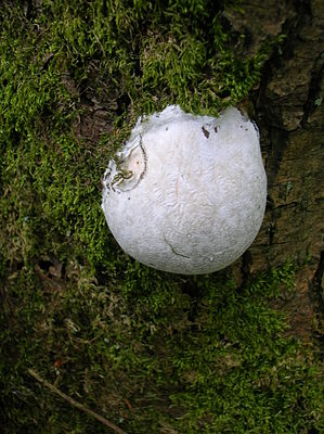 Stäublings-Schleimpilz (Enteridium lycoperdon)