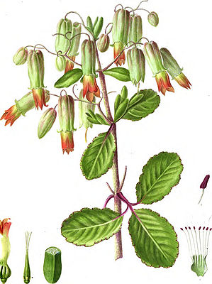 Kalanchoe pinnataTafel aus der Beschreibung als Bryophyllum calycinum von 1805 durch Richard Anthony Salisbury.