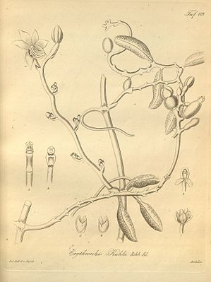 Galeola nudifolia (syn. Erythrorchis kuhlii)Heinrich Gustav ReichenbachXenia Orchidacea – zweiter Band(1874)