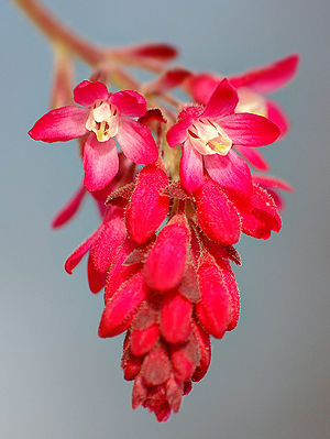 Blut-Johannisbeere (Ribes sanguineum), Blütentraube