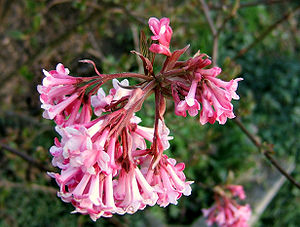Bodnant-Schneeball (Viburnum × bodnantense)