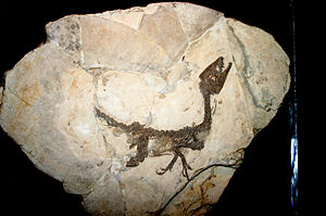 Scipionyx  samniticus im Museo Civico di Storia Naturale di Milano