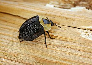 Amerikanische Aaskäfer (Necrophila americana)