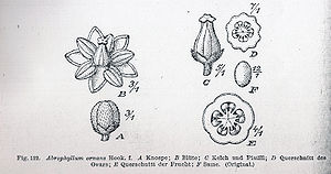 Illustration von Abrophyllum ornans.