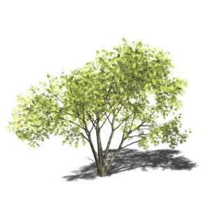 Schwarzdorn-Akazie (Acacia mellifera), 3D-Modell