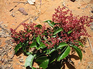 Ackama australiensis