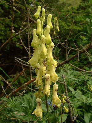 Fuchs-Eisenhut (Aconitum lycoctonum subsp vulparia)