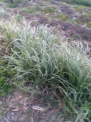 Allium macrostemon.jpg