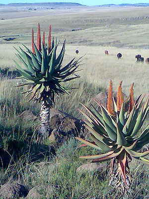 Kap-Aloe (Aloe ferox) in Südafrika