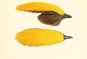 Gelbscheitelgärtner (Kopfprofil und Oberkopf des Männchens)