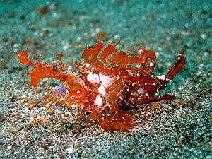 Ambon Scorpionfish 5.jpg
