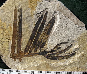 Amentotaxus-Nadeln, 49 Mio Jahre alt