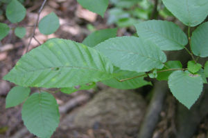 Carpinus caroliniana (Blätter)