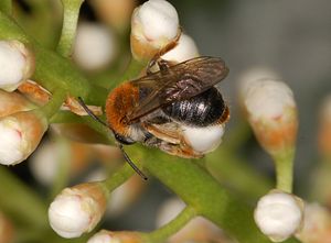 Rotschopfige Sandbiene (Andrena fulva)
