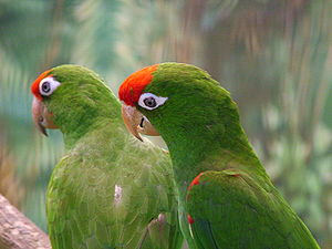 Aratinga wagleri -Jurong BirdPark-6.jpg
