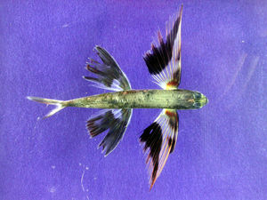 Ein fliegender Fisch der Art Cheilopogon exsiliens