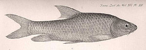 Barbus altianalis, Darstellung in der Erstbeschreibung durch Boulenger, 1900.