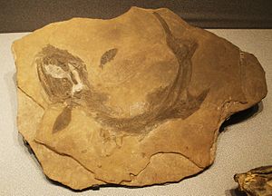 Fossil von Birgeria sp. im Museo di Storia Naturale in Bergamo.