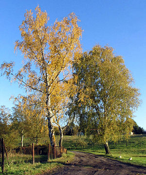 Birken (Betula) im Herbst