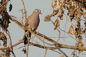 Blue spotted wood dove.jpg