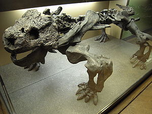 Skelettrekonstruktion von Bradysaurus baini im Naturhistorischen Museum Wien