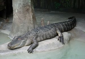 Mississippi-Alligator (Alligator mississipiensis)