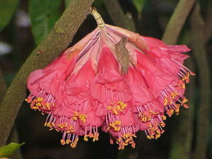 Blütenstand von Brownea ariza