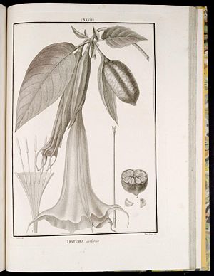 Brugmansia arborea, Illustration.