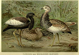 rechts Chlamydotis macqueenii, links Eupodotis bengalensis
