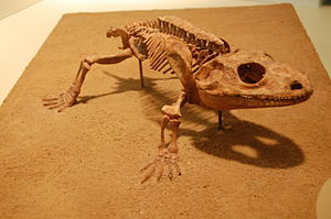 Skelettrekonstruktion vom Cacops im Field Museum of Natural History